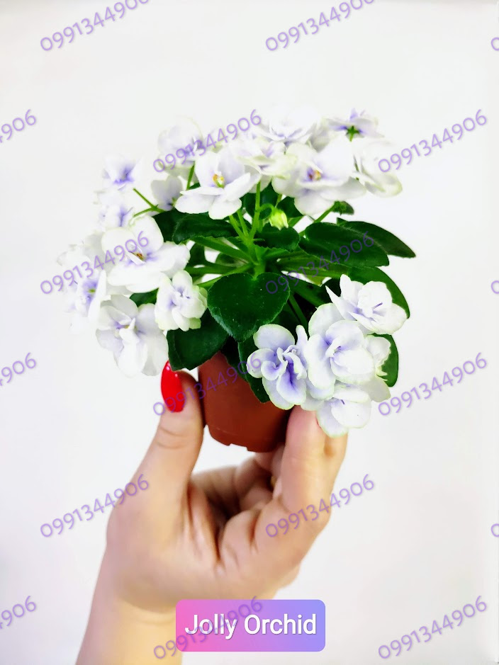 Фіалка